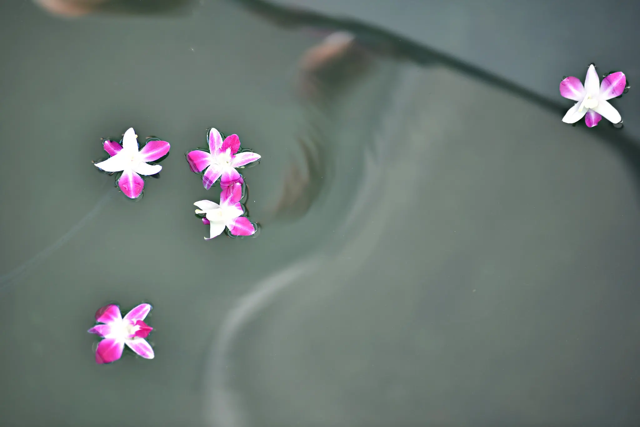 flowers in the water near the uss arizona memorial