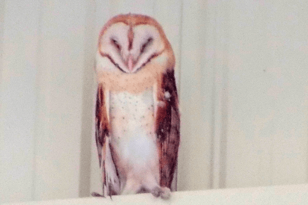 Untitled design - 2022-01-27T143240.725 Barn owl watching over Hangar 79 at Pearl Harbor Aviation Museum.