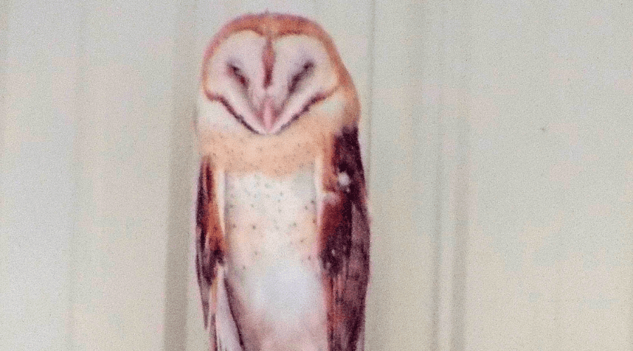 Untitled design - 2022-01-31T094553.931 Barn owl watching over Hangar 79 at Pearl Harbor Aviation Museum.